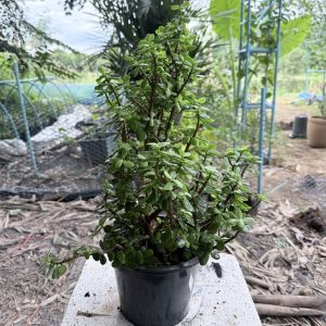 อาการโรค 1