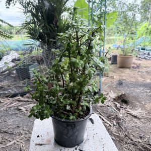 อาการโรค 2