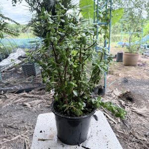 อาการโรค 4