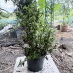 การเลือกกระถางที่เหมาะสม