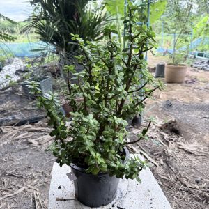 อาการโรค 5